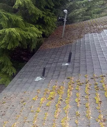 Roof moss and algae removal